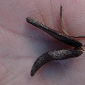 Calocedrus decurrens fruit